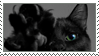 black cat