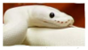 snek